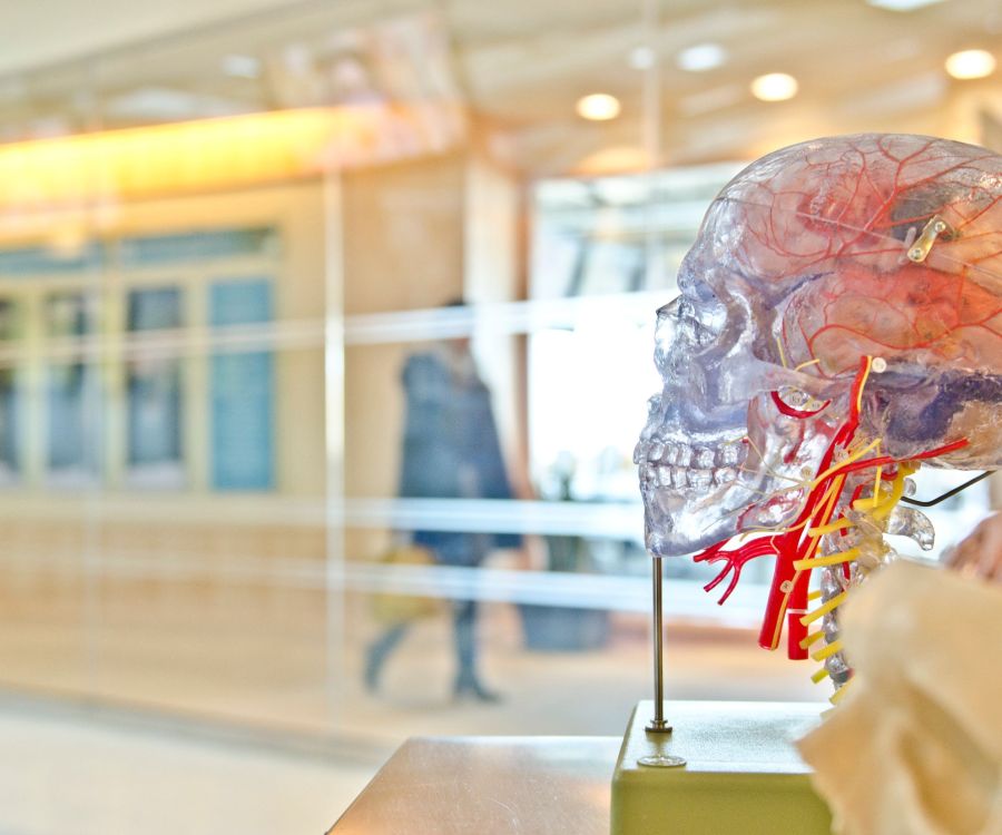 skull with viens and blood vessels.jpg