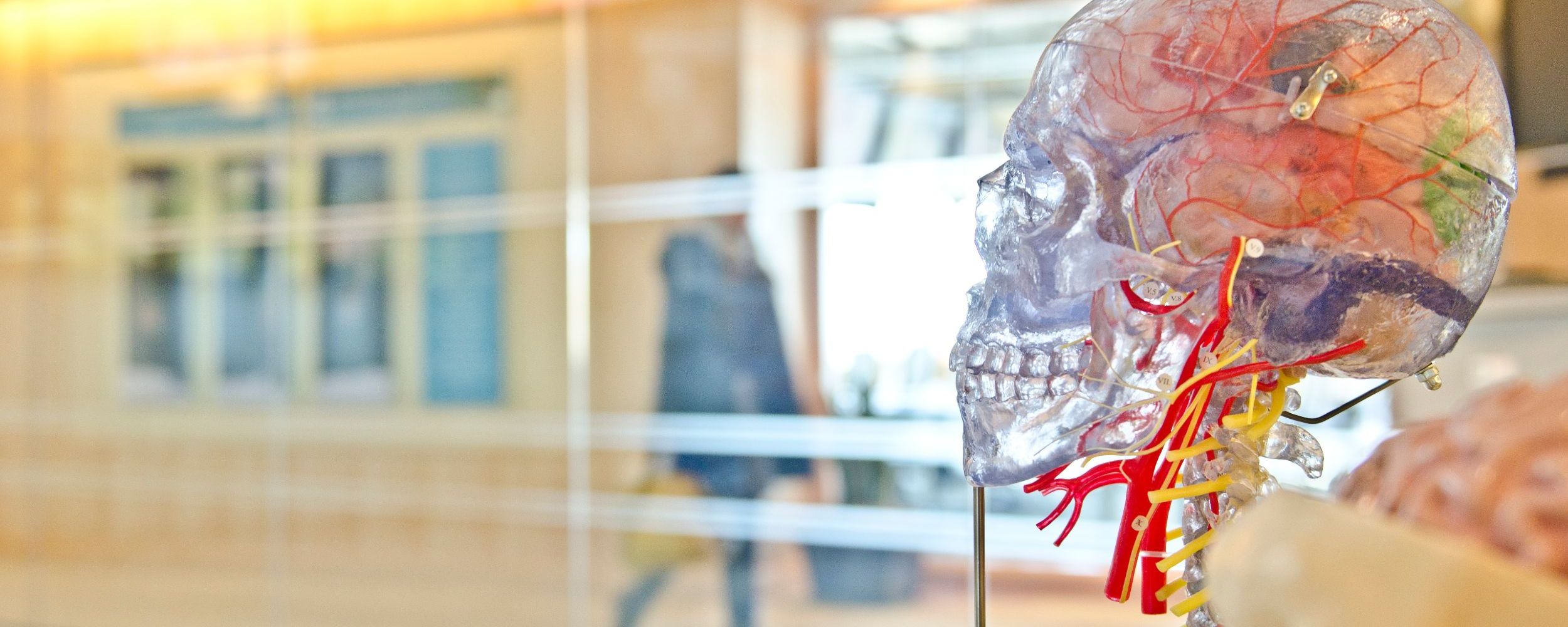 skull with viens and blood vessels.jpg